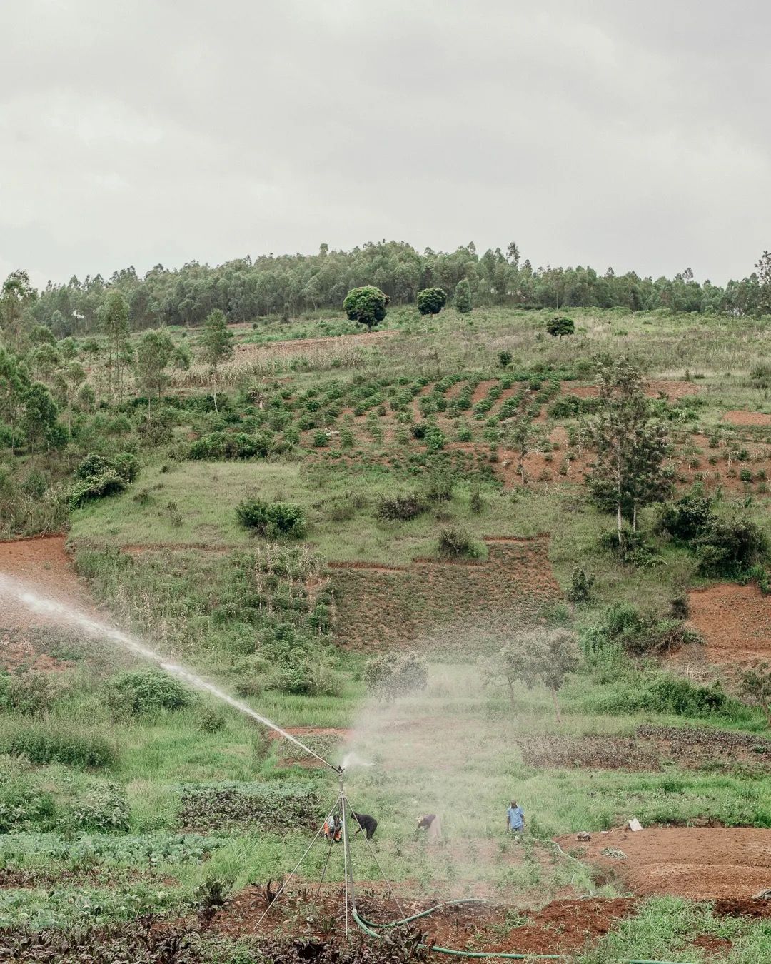 Sprinkler irrigation waters a hillside farm, showing crop care, agriculture and sustainable water use.