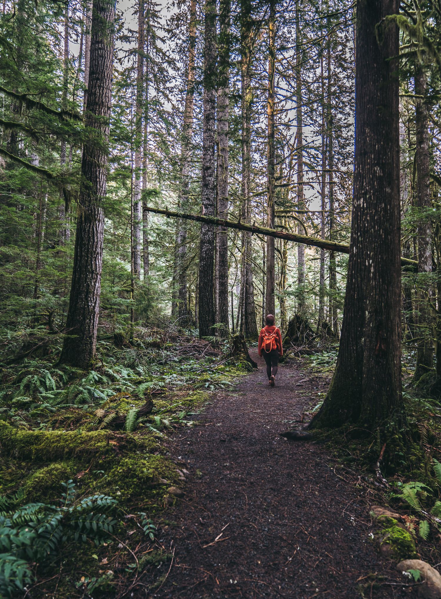 Hiker in red jacket walking along a mossy forest trail surrounded by tall evergreen trees.