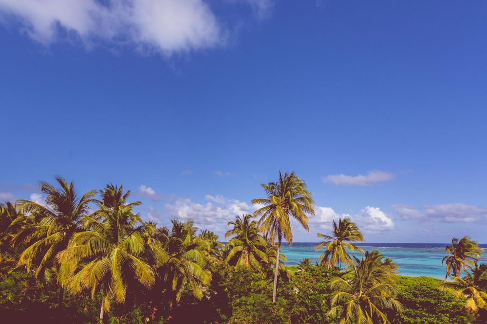 Tropical palm trees sway against turquoise ocean waters and blue sky on a sunny Caribbean beach.