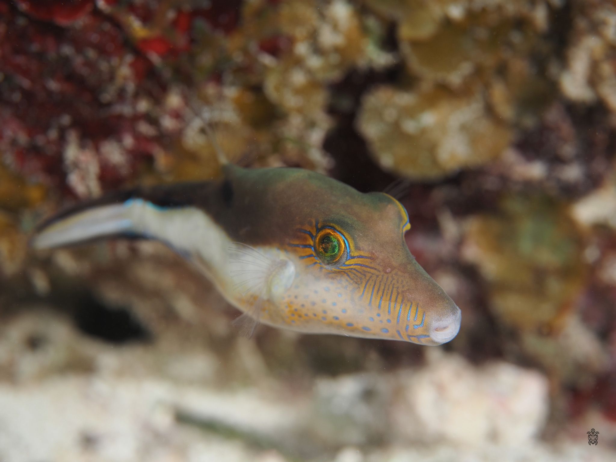 Detailed view of an arrow crab's legs and body against coral reef background in underwater setting.