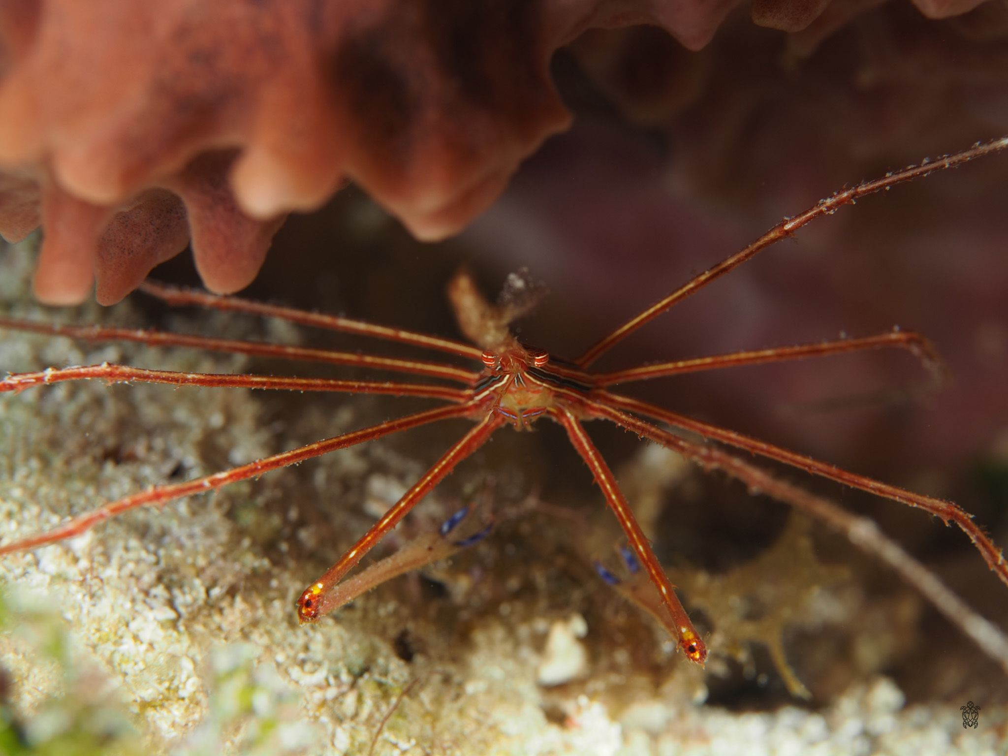 Extreme close-up of an orange-colored arrow crab's long spindly legs on coral reef.
