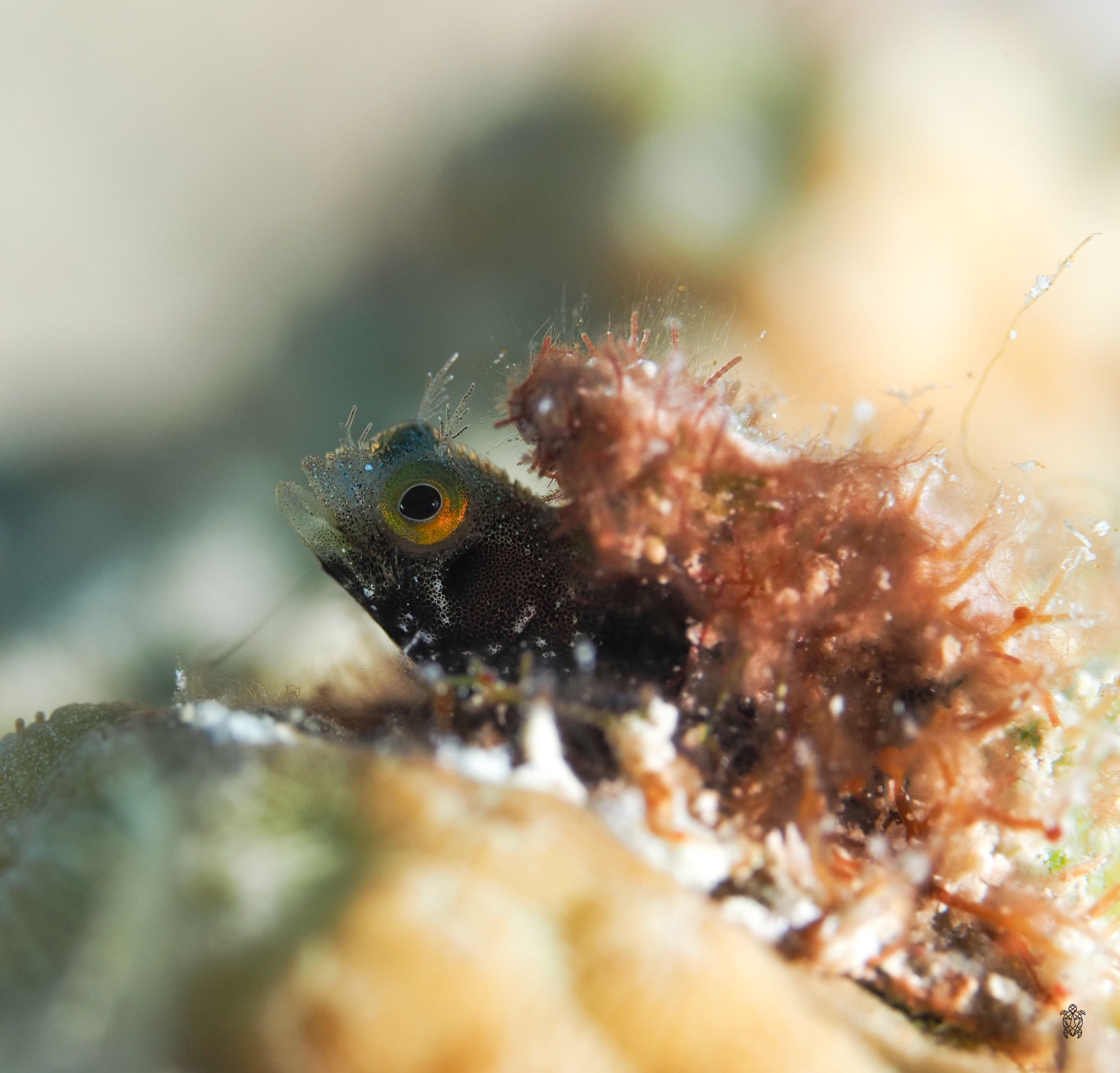 Close-up macro shot of a small black fish with orange eyes hiding among coral.