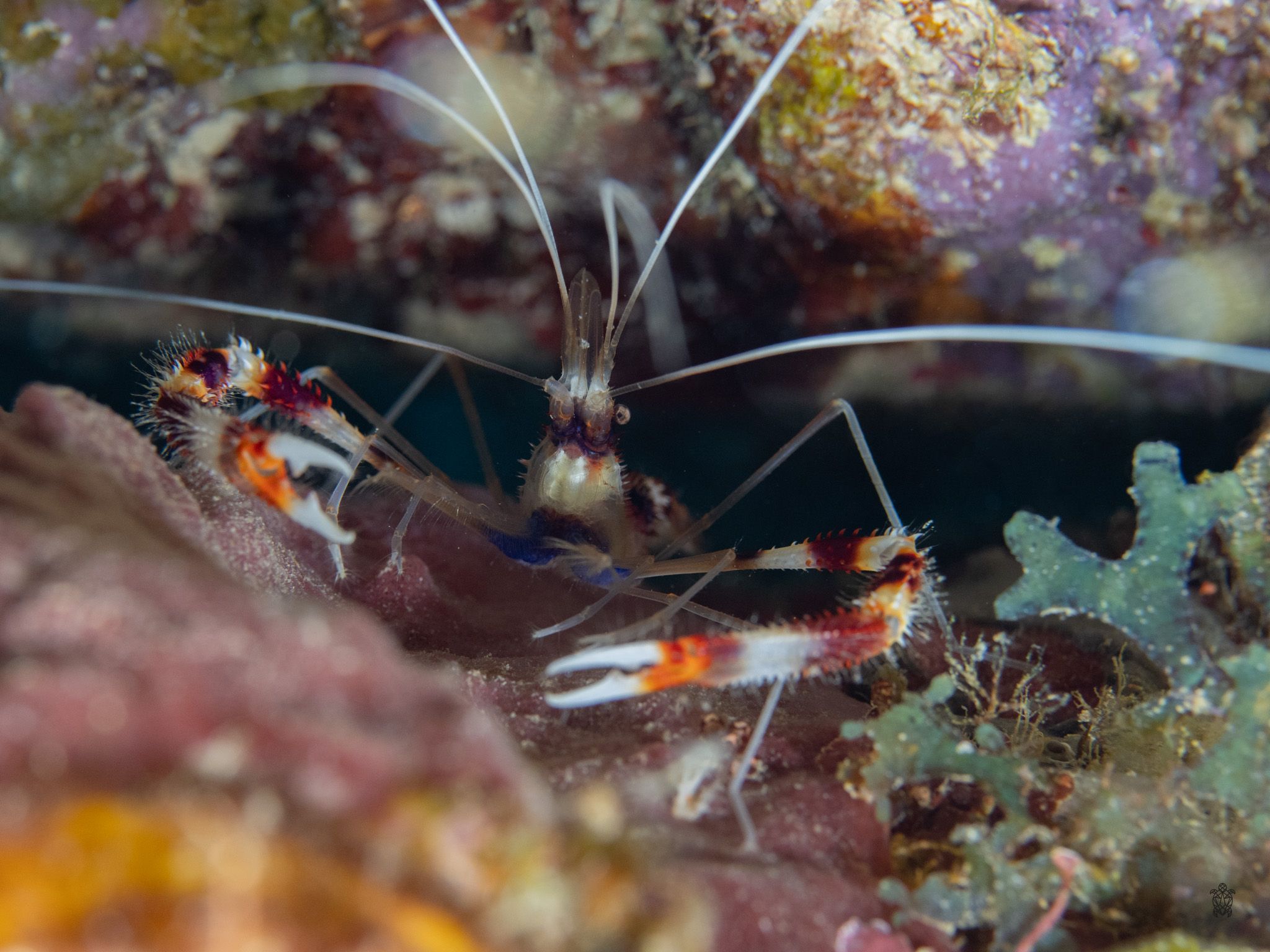 Colorful cleaner shrimp with long white antennae and orange markings on coral reef.