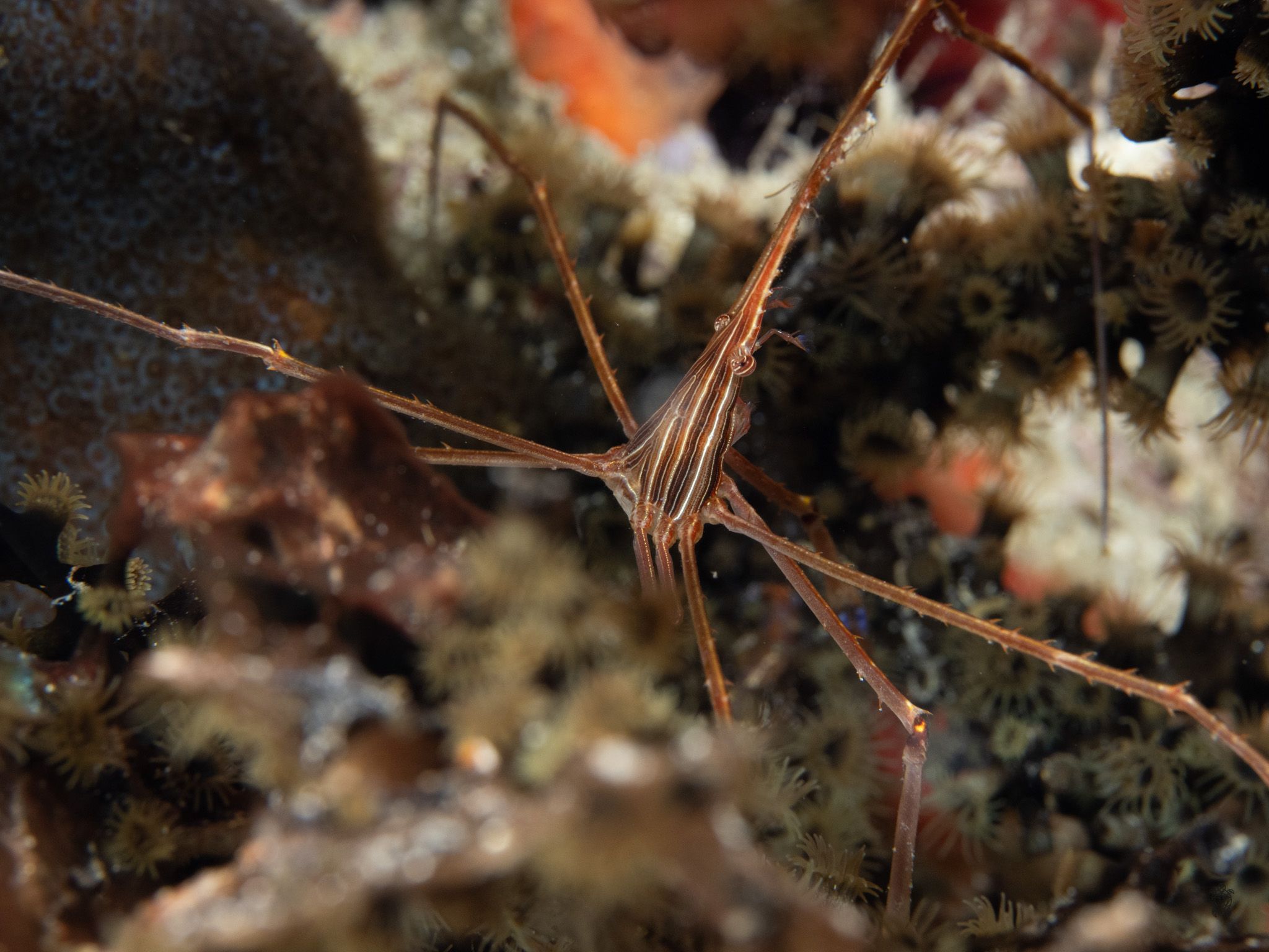 Slender red shrimp with long antennae perched on coral reef.