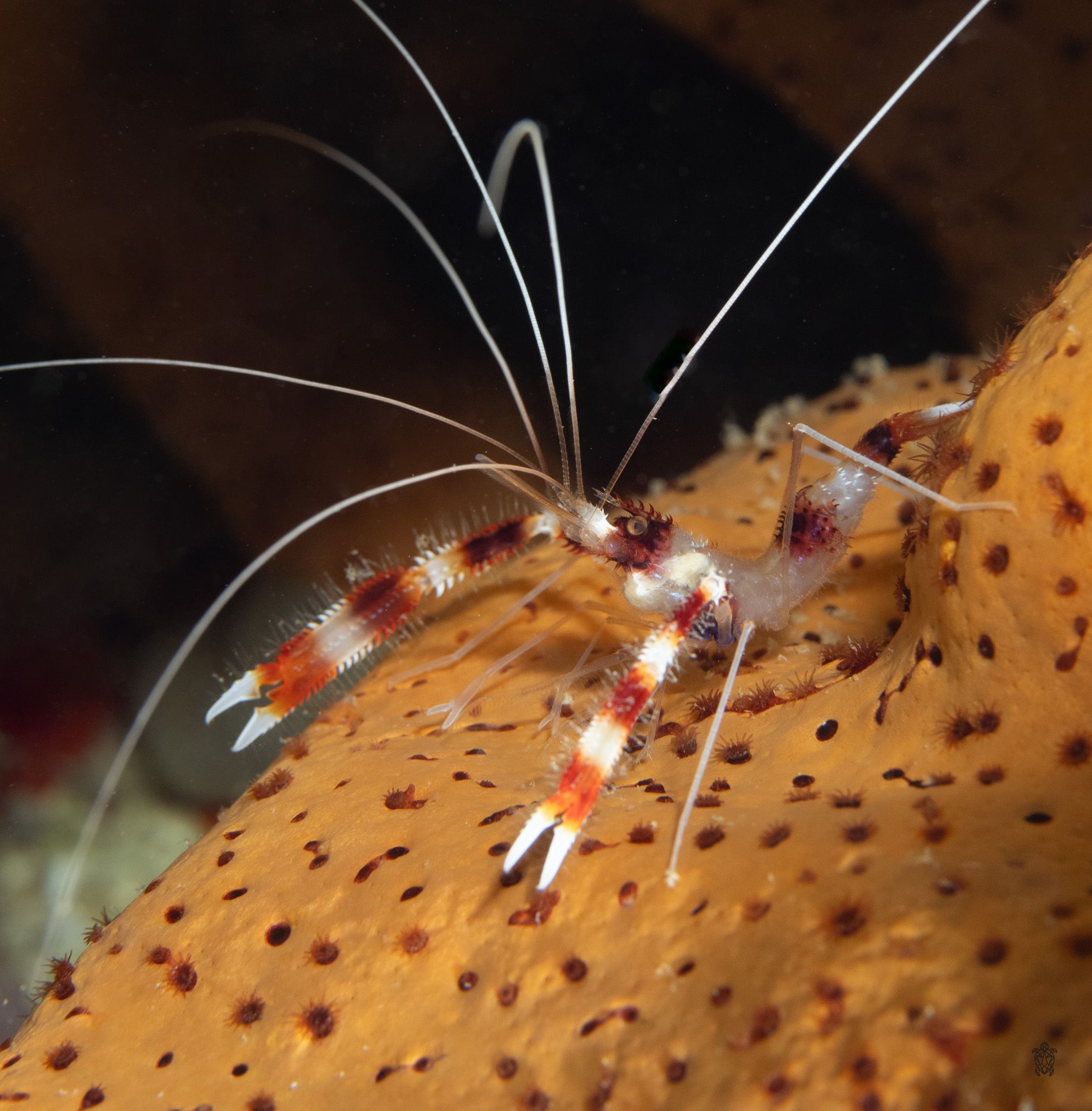 Banded coral shrimp with white and red stripes and long antennae on orange surface.