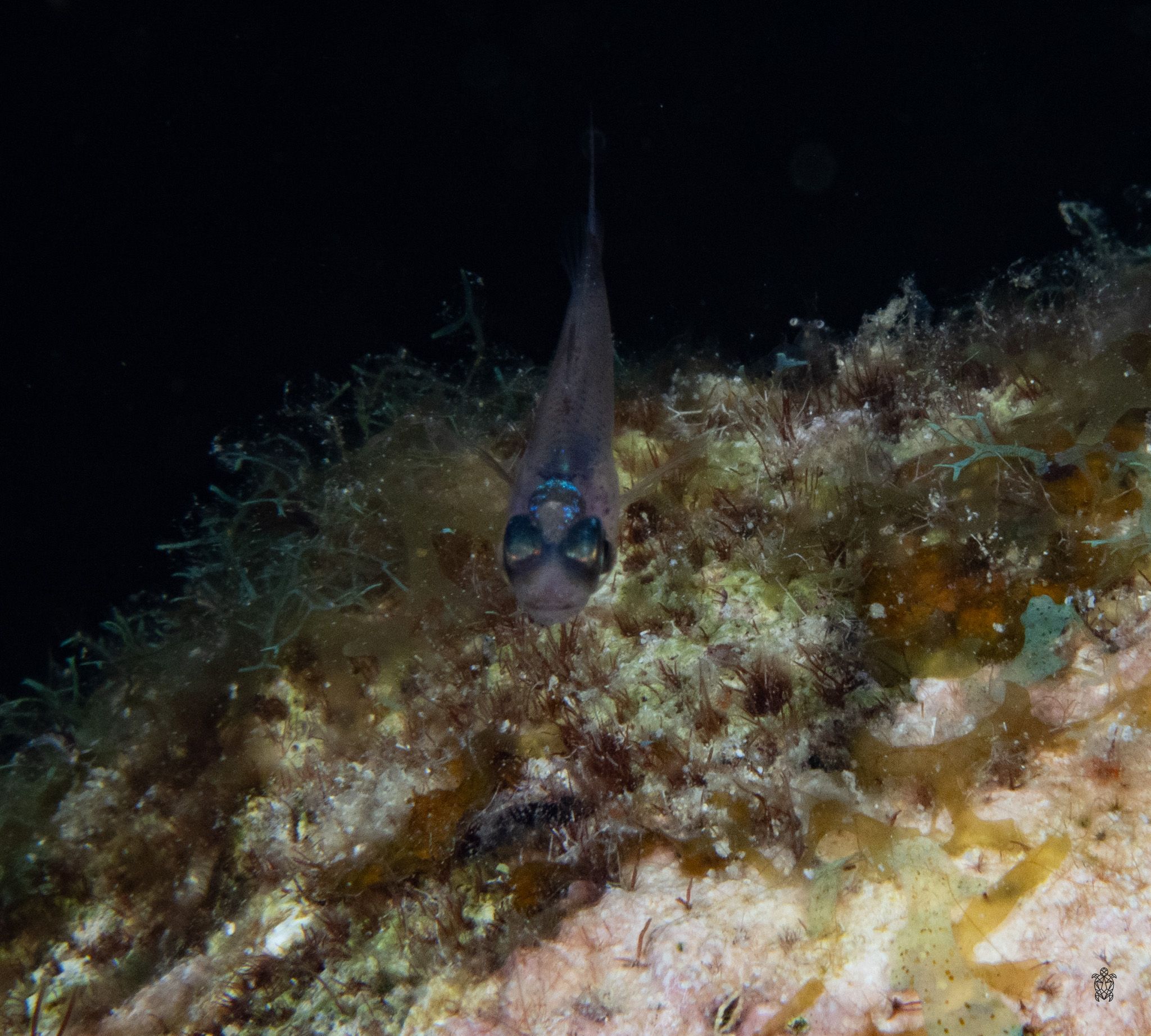 Blue fish swimming above coral reef in dark underwater environment.