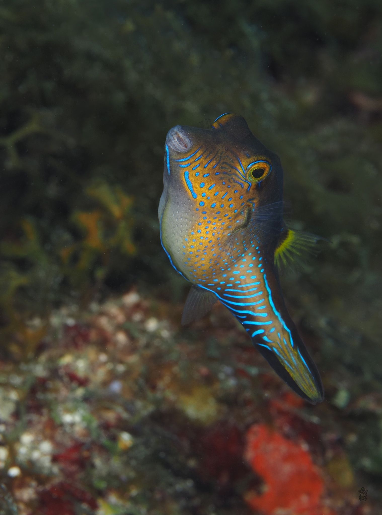 Colorful tropical fish with blue stripes and orange patterns swimming near coral reef.