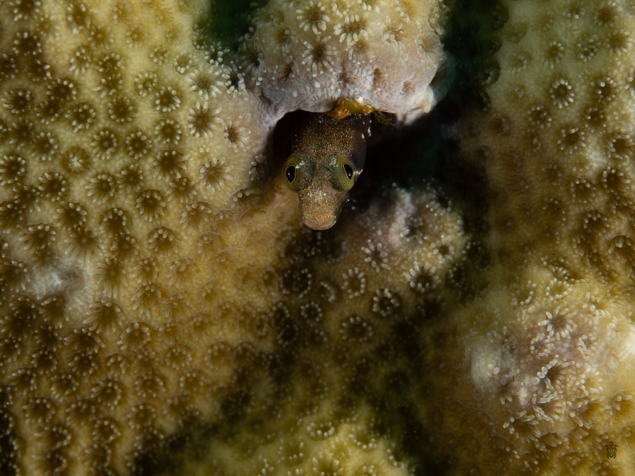 Close-up of coral polyps showing detailed honeycomb pattern texture.