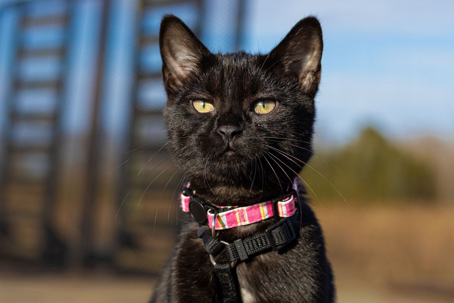 Black cat named Luna with bright yellow eyes wearing pink patterned collar outdoors on sunny day.