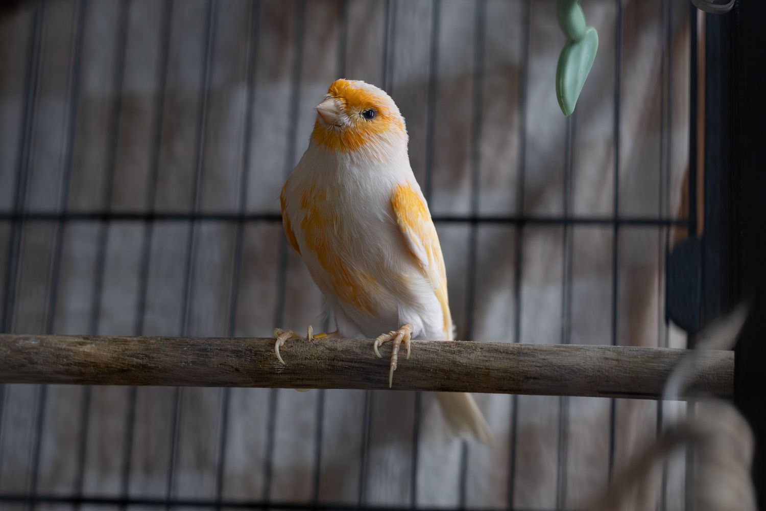 Orange and white canary perched on a wooden branch inside a cage.
