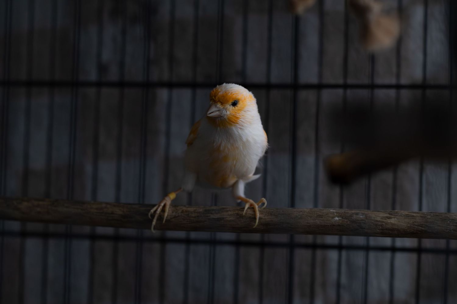 A small orange and white canary perches on a wooden branch inside a dark wire cage.