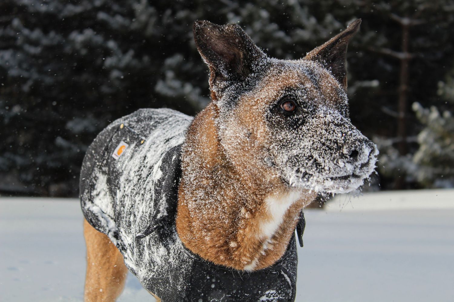 A tan Belgian Malinerd dog wearing a jacket stands covered in snow outdoors.