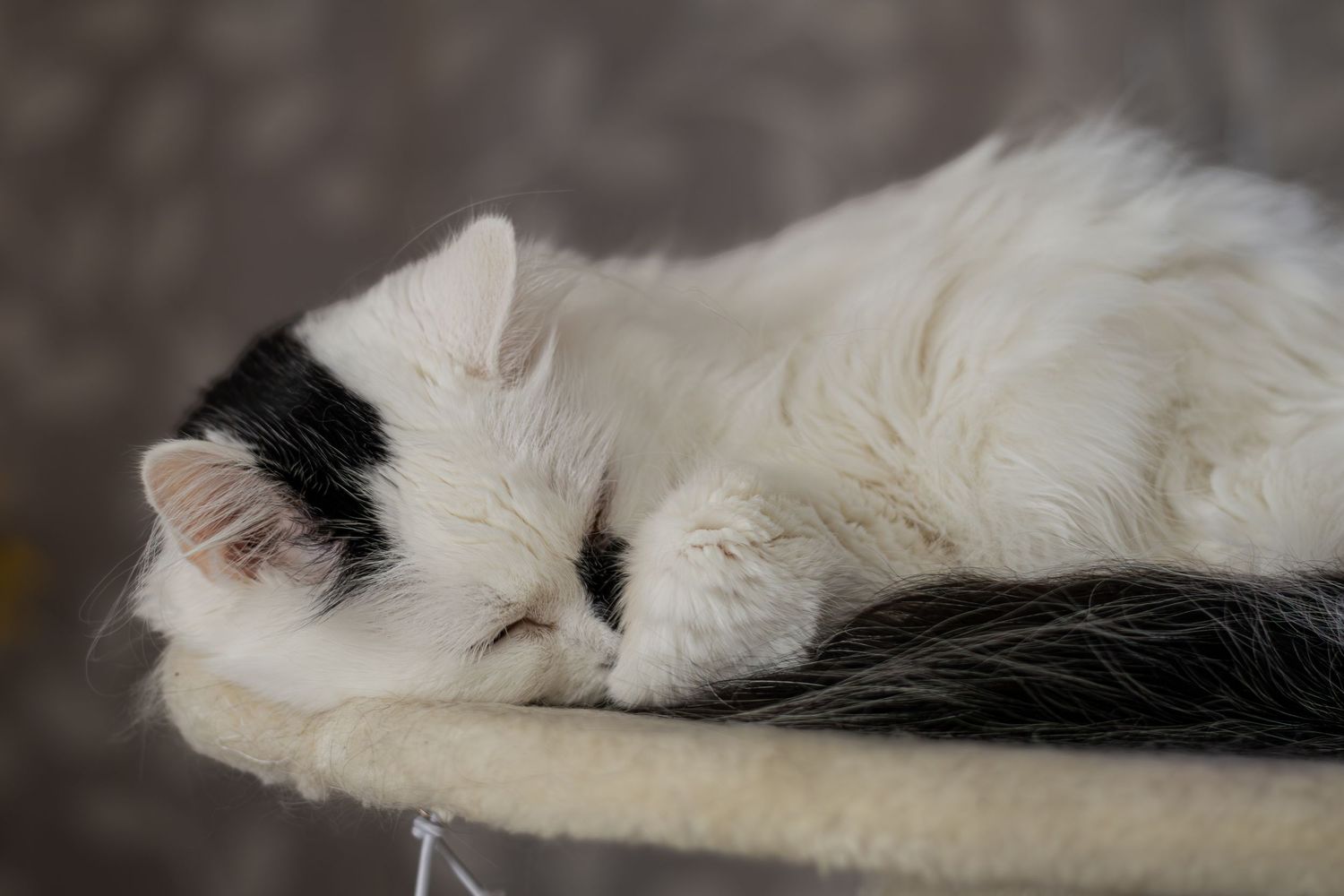 White and black cat curled up sleeping on a cozy cat tree platform.