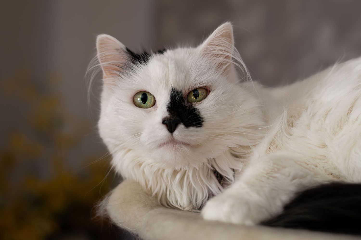 Beautiful white and black long-haired cat lying down and looking directly at camera.