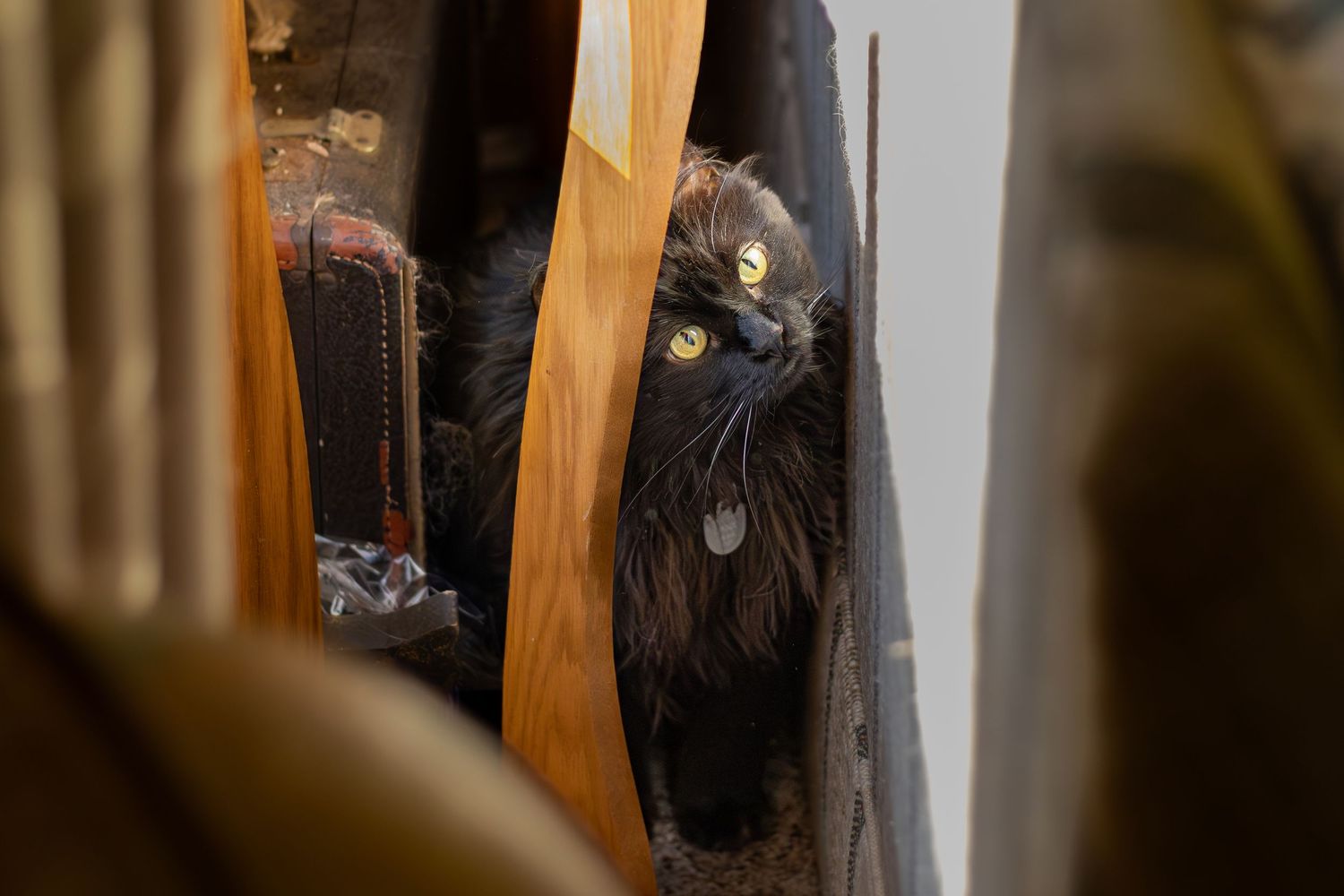 Dark fluffy cat with vivid yellow eyes hiding between wooden boards and shelves.