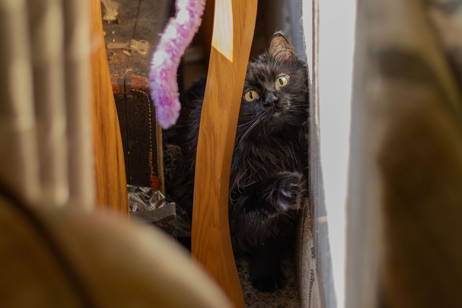 Fluffy black cat with bright yellow eyes peeking through wooden furniture gaps.