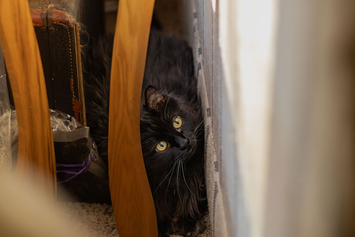 Black cat with striking green eyes peering through narrow gaps between wooden panels.