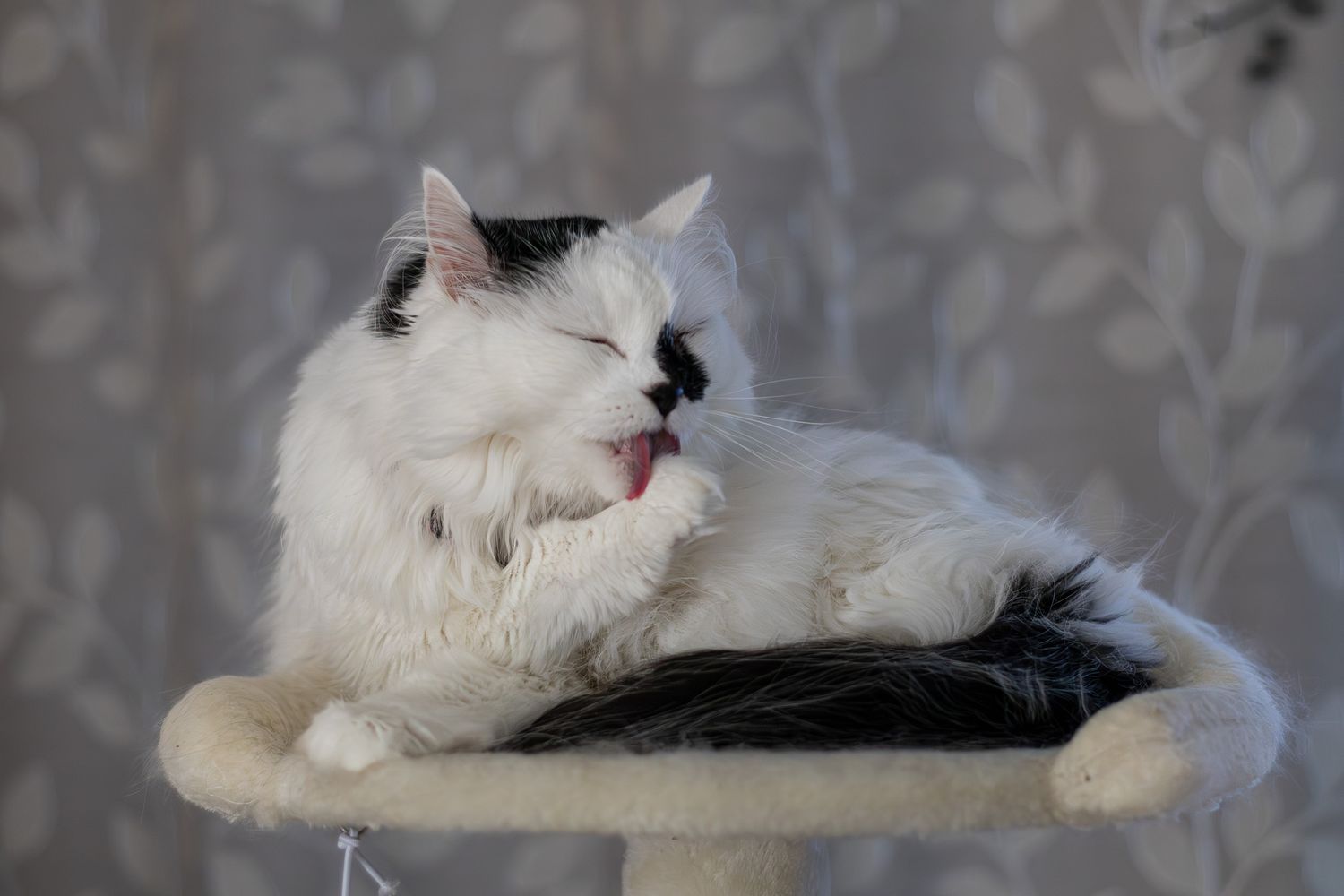 White and black fluffy cat grooming its paw while resting on a cat tree.