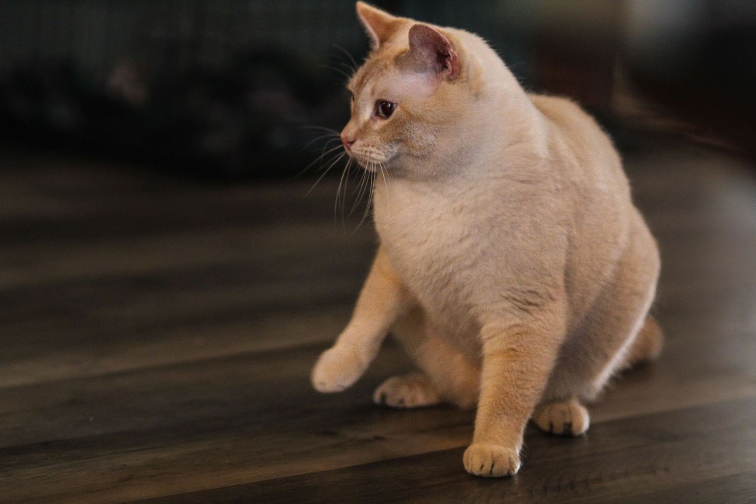 Fluffy cream-colored cat sitting on dark hardwood floor looking sideways indoors.