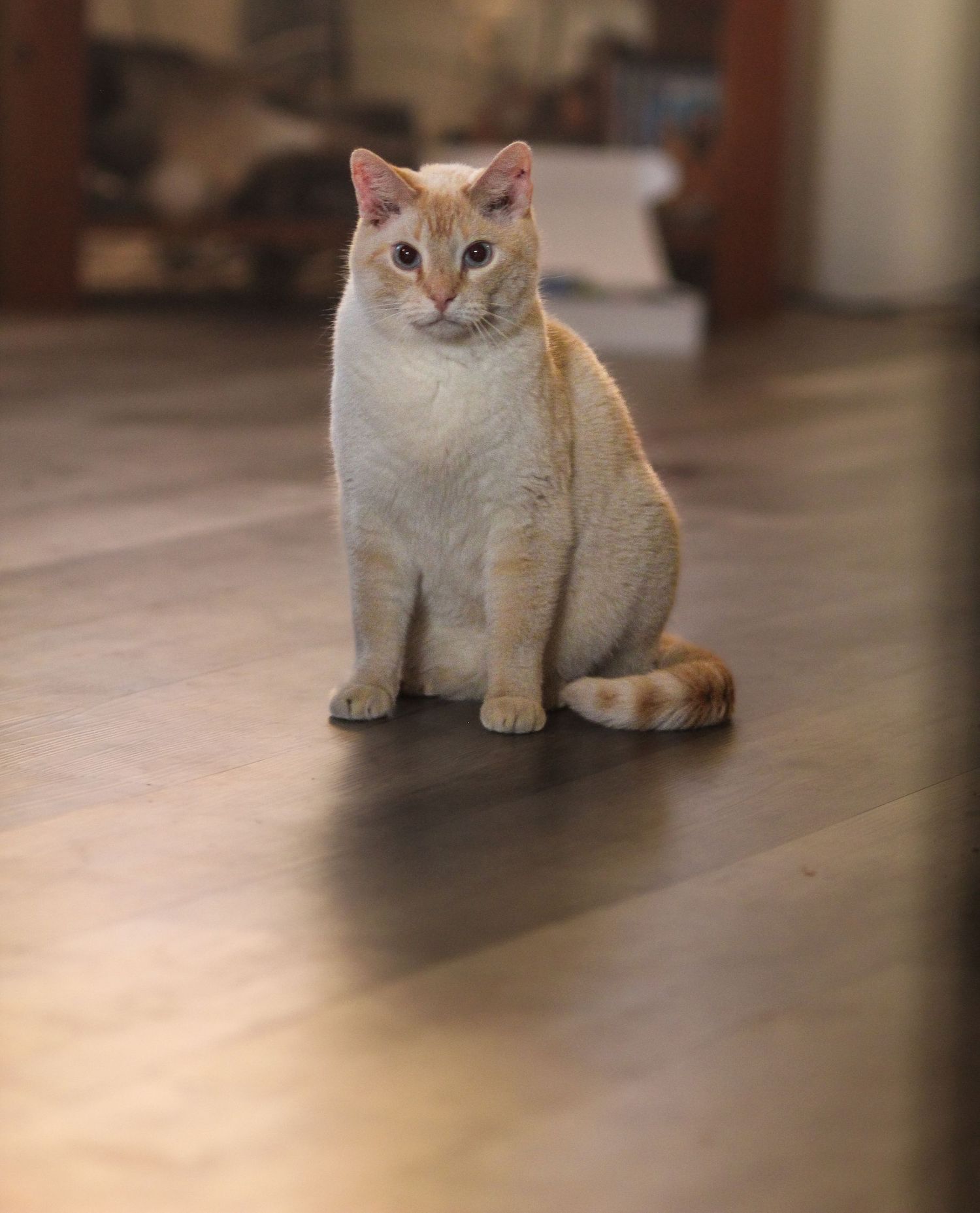 An orange tabby cat sitting upright on a hardwood floor indoors, looking directly at the camera.