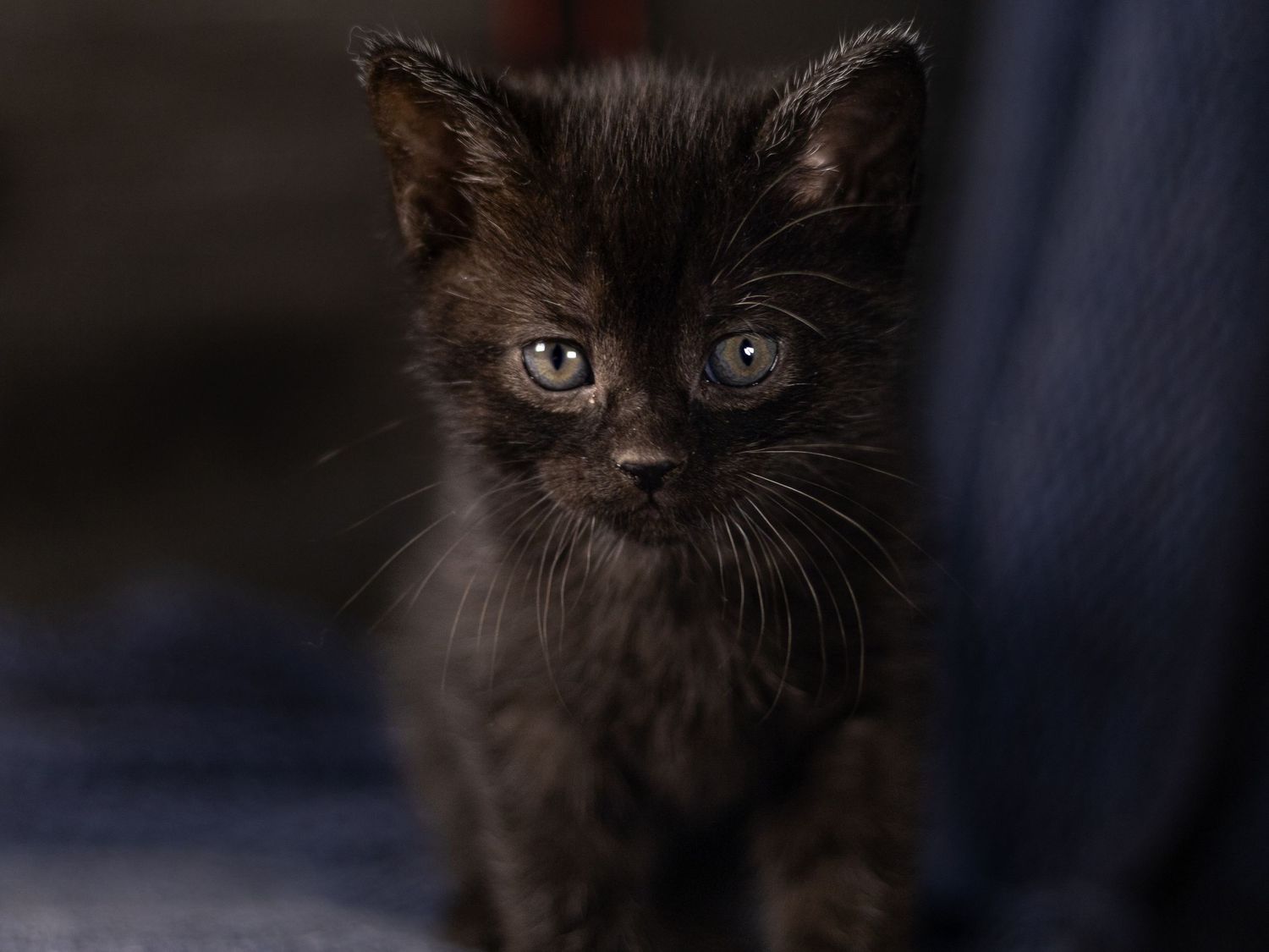 Tiny black kitten named Luna with wide eyes sitting in dim light against dark blue fabric background.