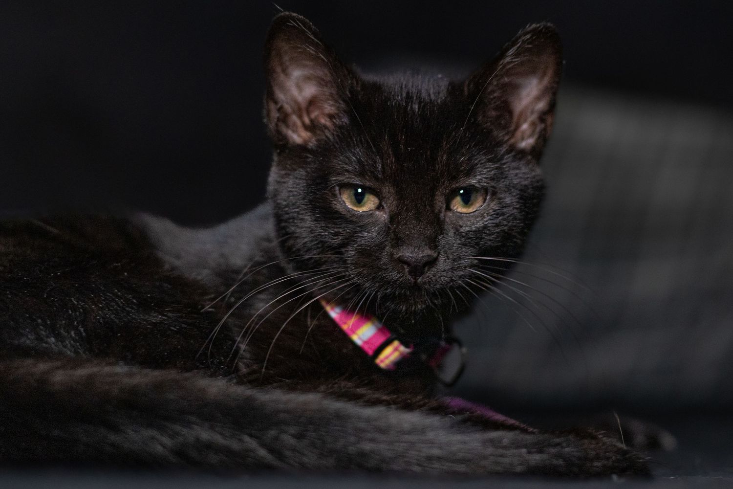Black kitten named Luna with pink striped collar lying on dark surface looking at camera.