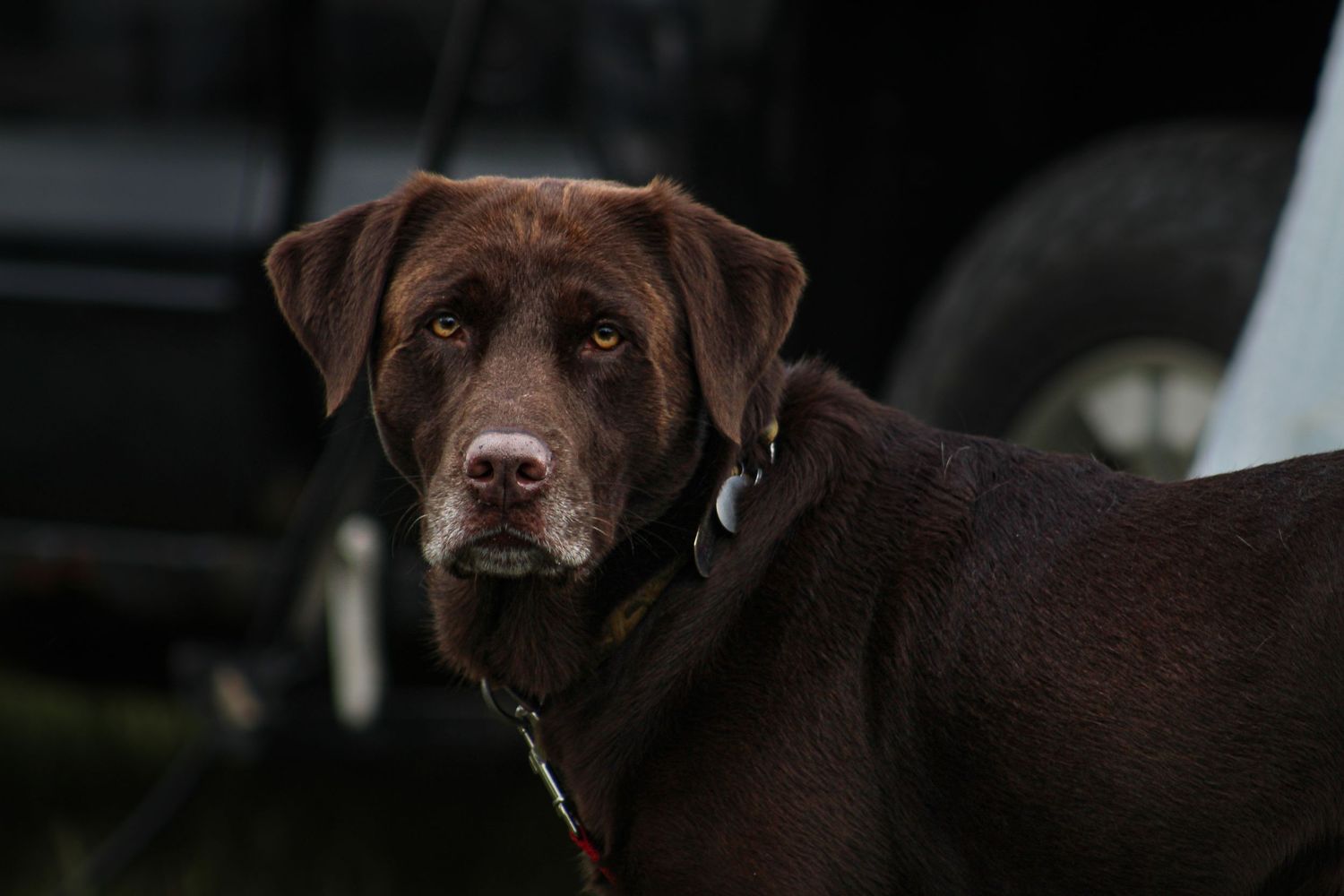 Chocolate Labrador Retriever dog with graying muzzle standing near a vehicle outdoors.