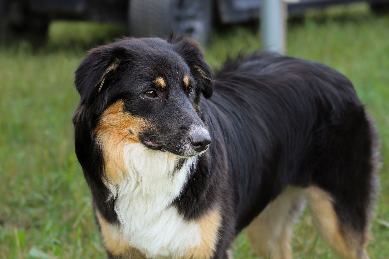 Tricolor Australian Shepherd dog standing on green grass with vehicles in background.