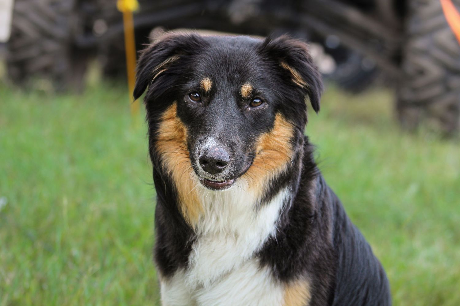 Tricolor black tan and white Australian Shepherd dog sitting on green grass.