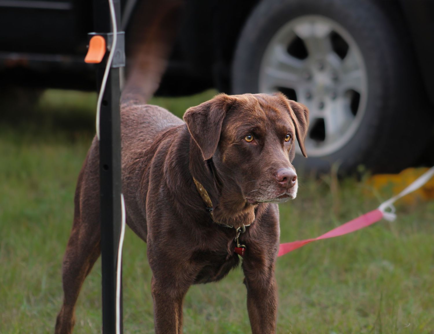 A chocolate Labrador Retriever on a pink leash standing attentively on green grass outdoors.