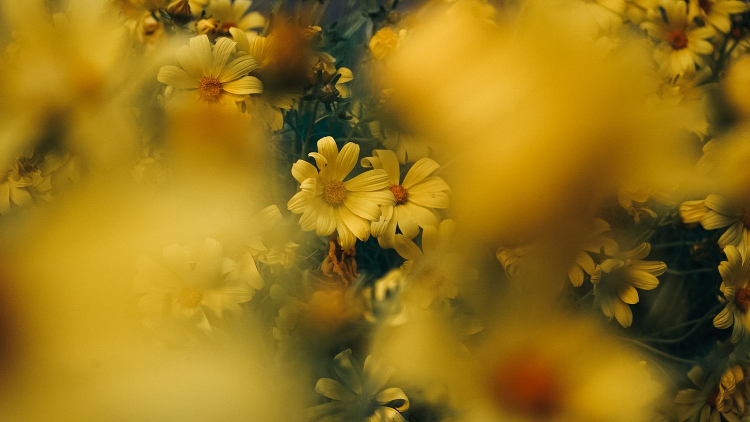 Yellow daisies in soft focus creating a dreamy natural background.