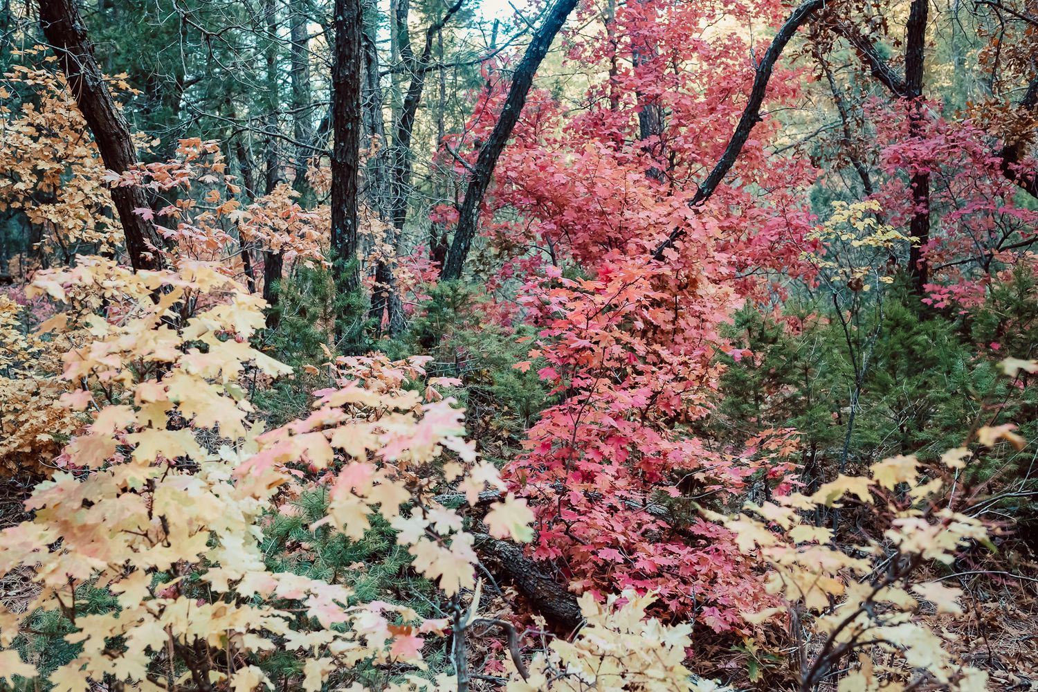 Autumn foliage showcasing vibrant red and yellow leaves in a forest setting.