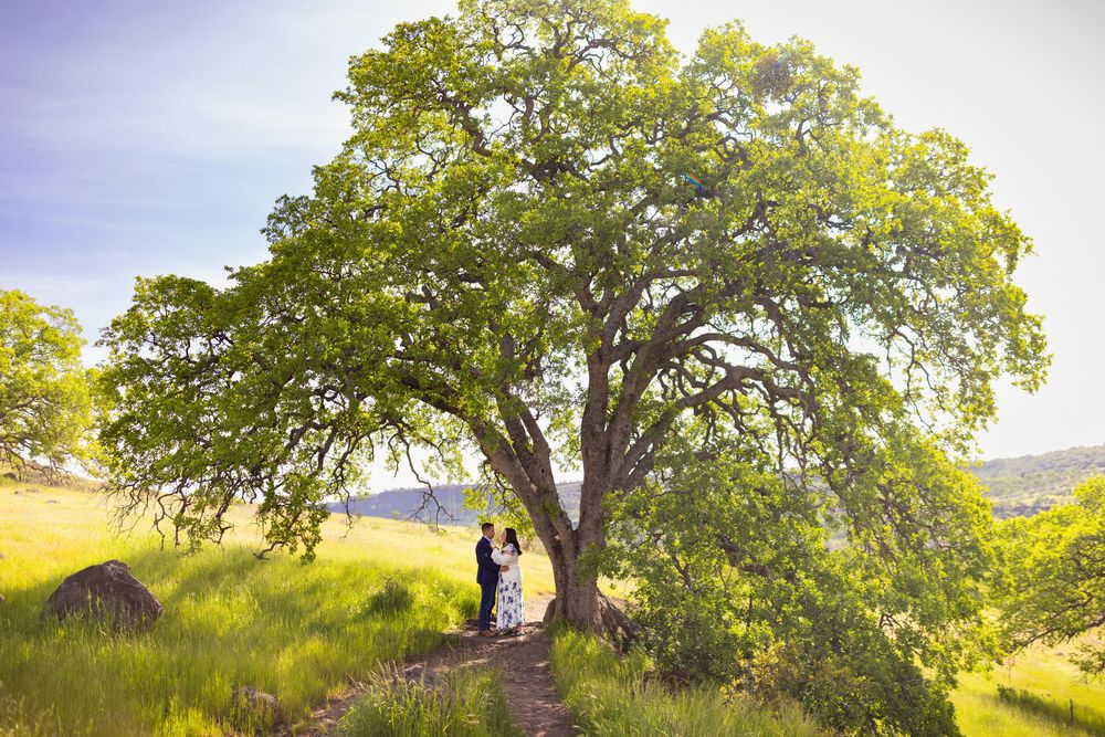 A sprawling oak tree stands majestically on a hilltop during golden hour.