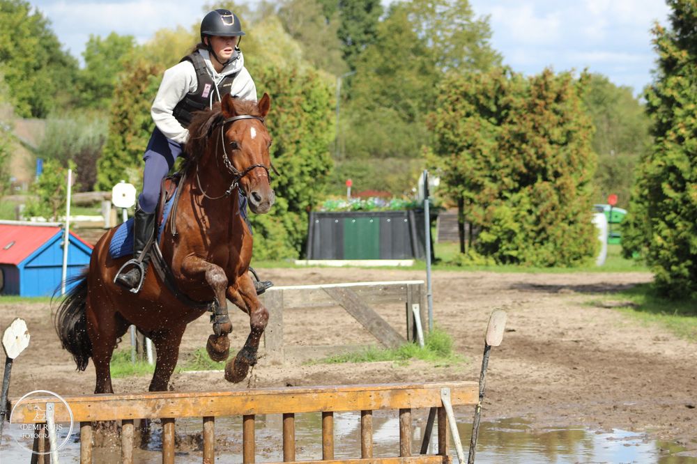 Paardenfotografie