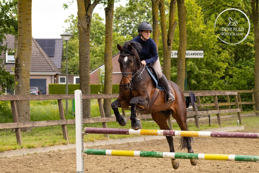 Paardenfotografie