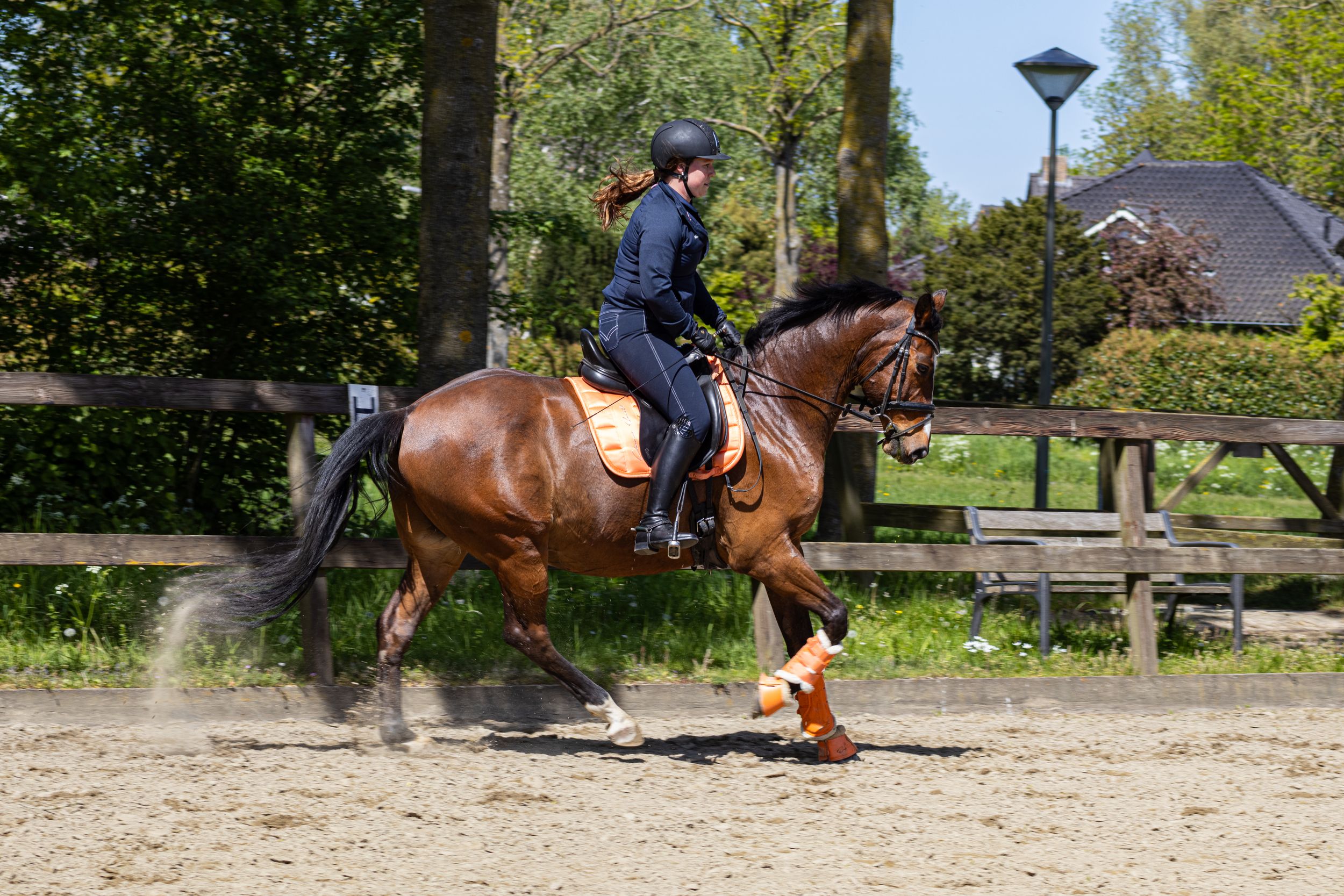 Paardenfotografie