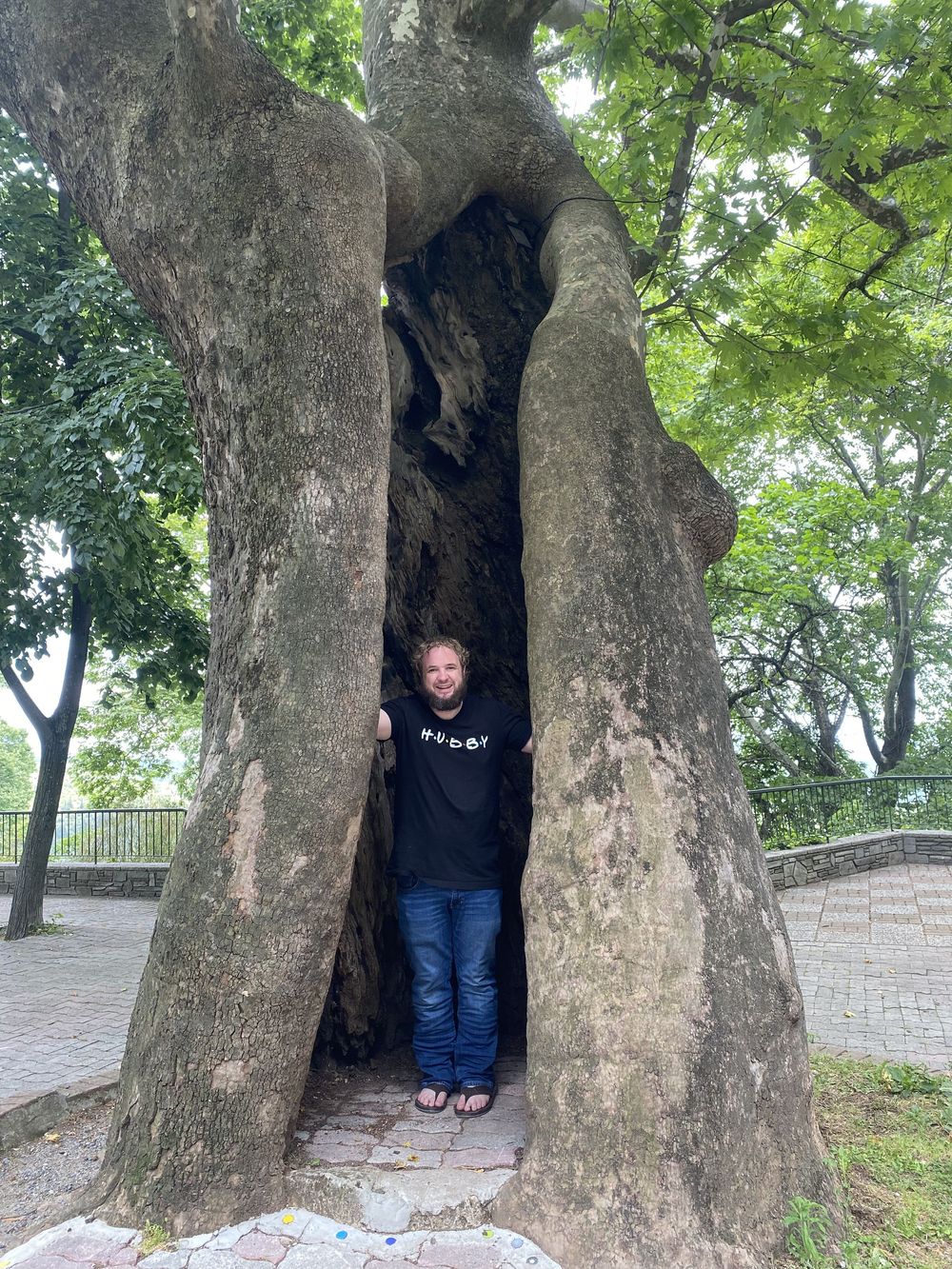 A large hollow tree trunk with an opening serves as a natural hideaway in a park setting.