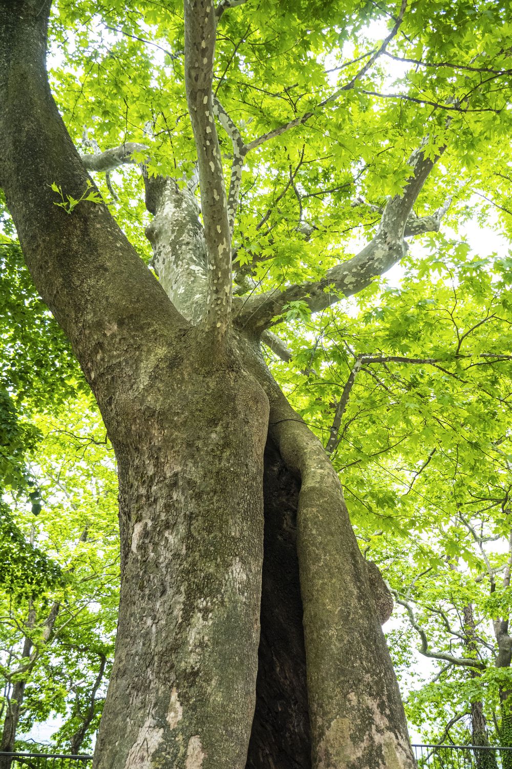 Ancient hollow beech tree trunk with a dark cavity opening in a lush green forest setting.