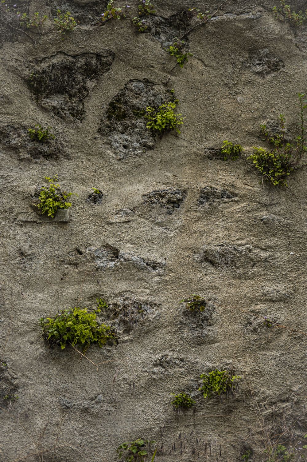 Small yellow wildflowers growing between cracks in gray rocky terrain create natural contrast in rugged landscape.