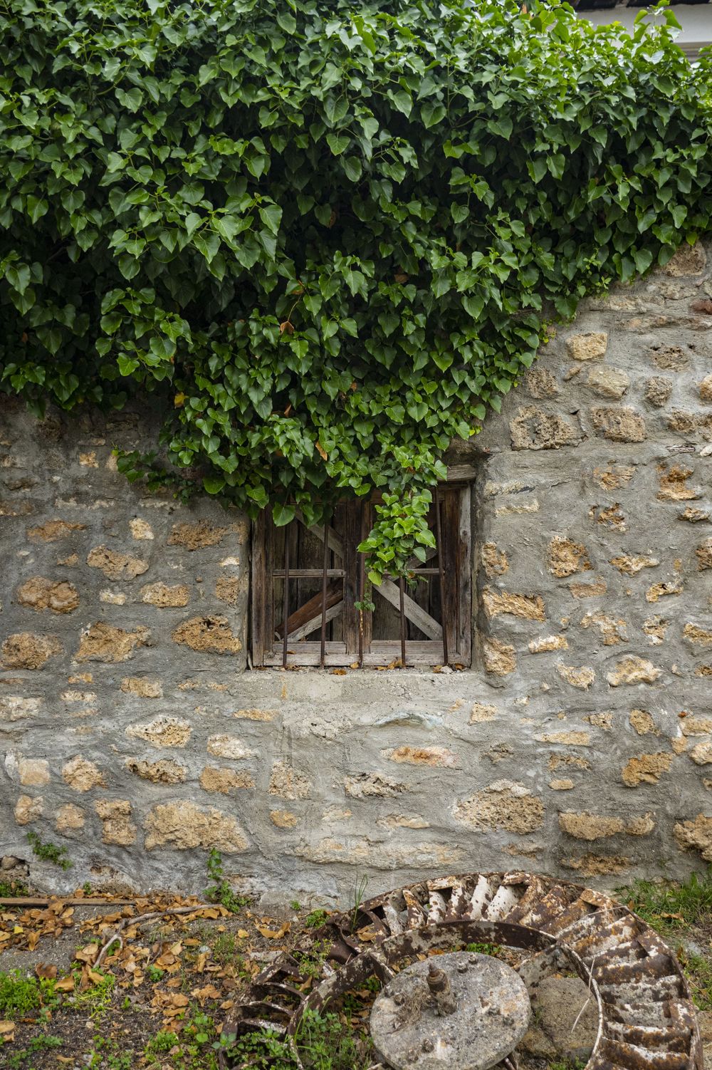 Stone wall covered with lush green ivy creates a rustic garden backdrop.