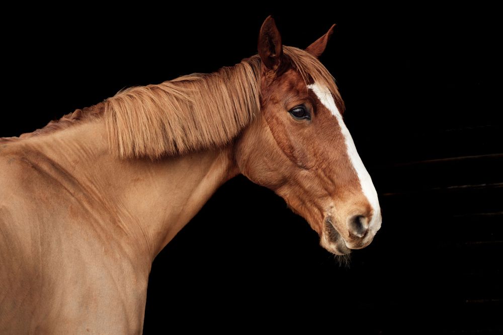 A chestnut horse with a white blaze poses against a dark background, showcasing its elegant profile and flowing mane Equine Photograper