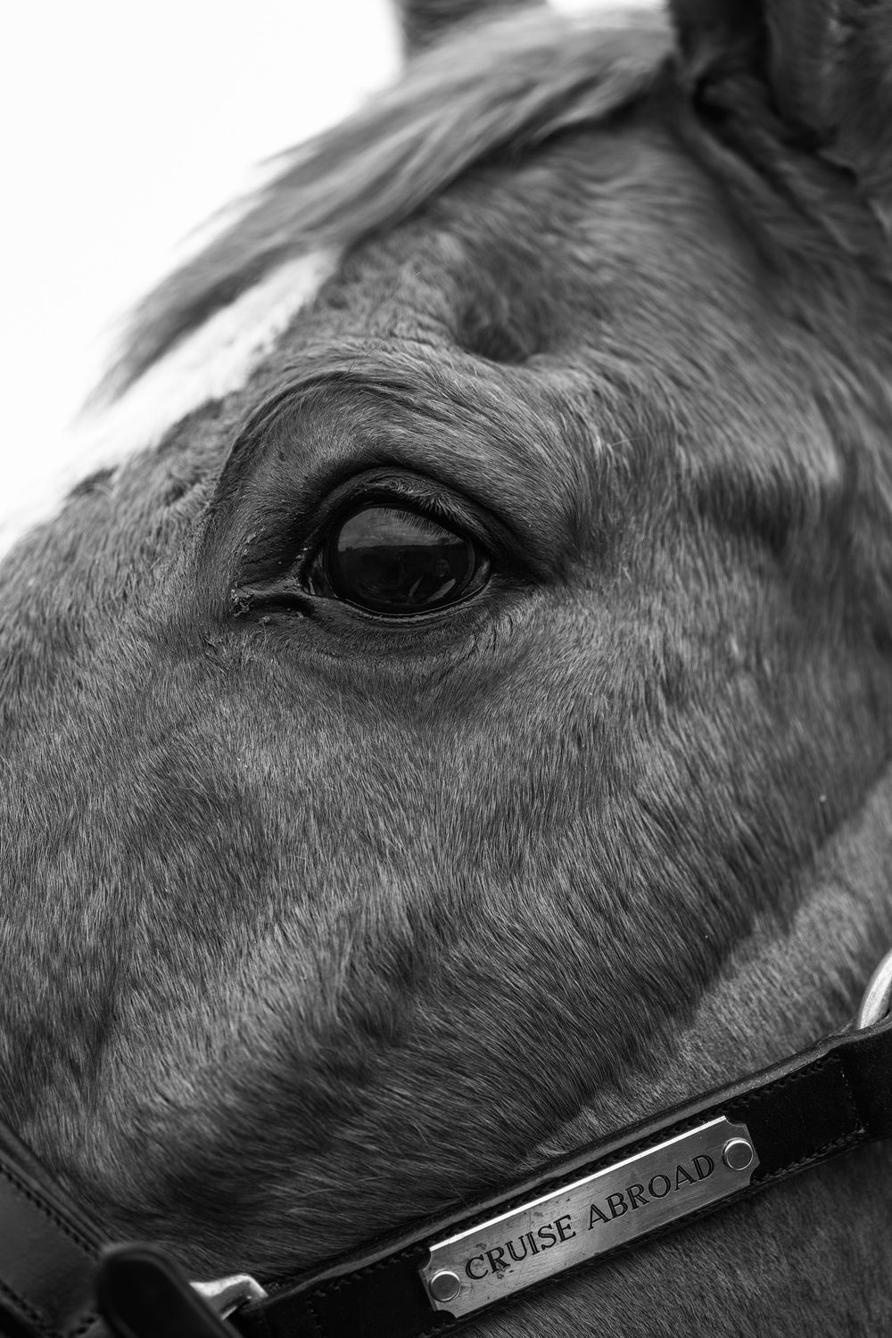 Close-up black and white portrait of horse named Cruise Abroad, showcasing its expressive eye and leather halter nameplate. Essex Equine