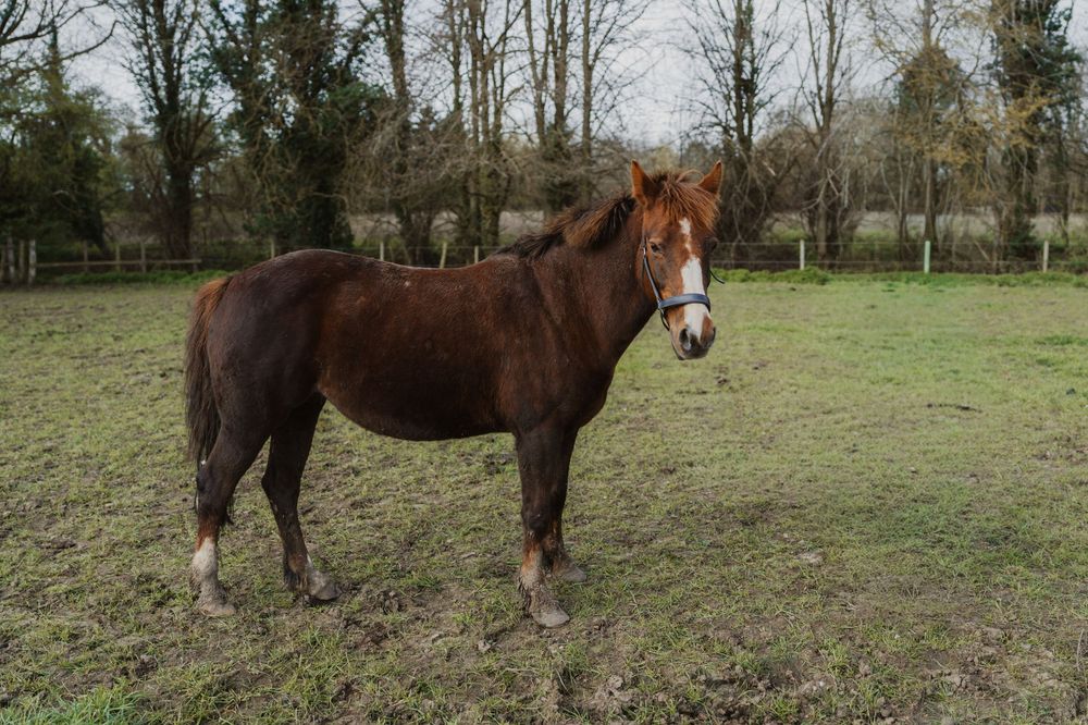 A chestnut brown horse with a white blaze stands in a green paddock with trees in the background.  Essex Equine Photography.