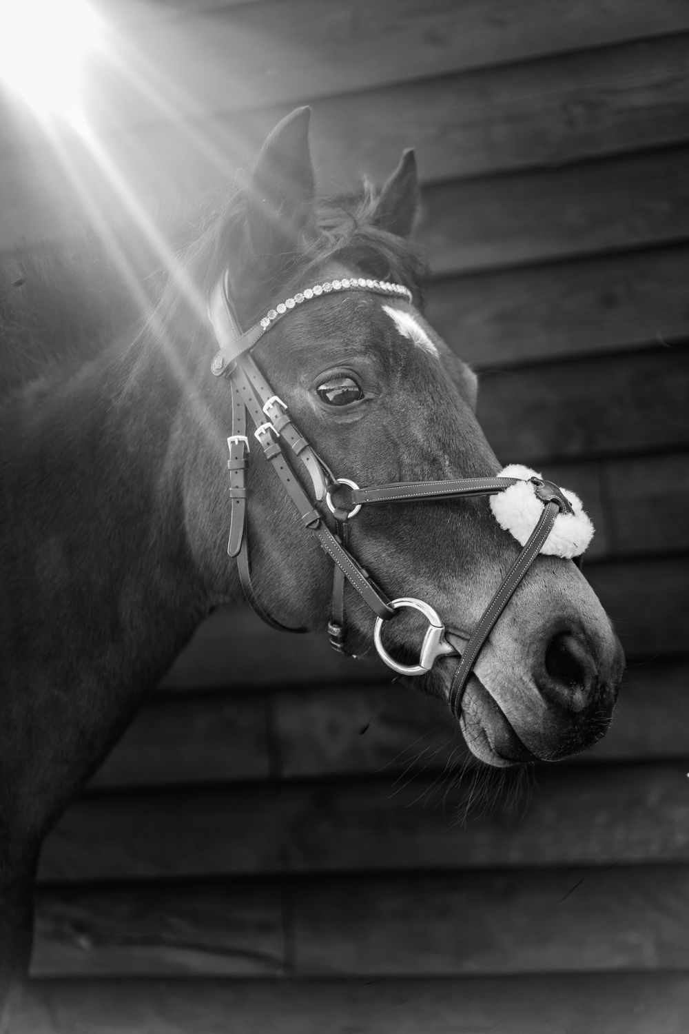 Black and white portrait of a horse wearing a bridle, illuminated by dramatic light rays against wooden stable walls. Equine Photographer