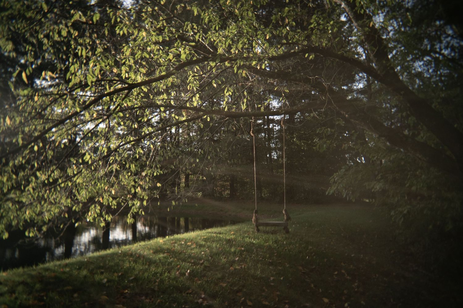 At Ease Estate wooden swing hanging from tree branches in a misty garden setting.