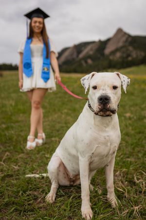 White pitbull sits in grass field with graduation ceremony backdrop of mountain flatirons taken by an Golden Mines college photographer