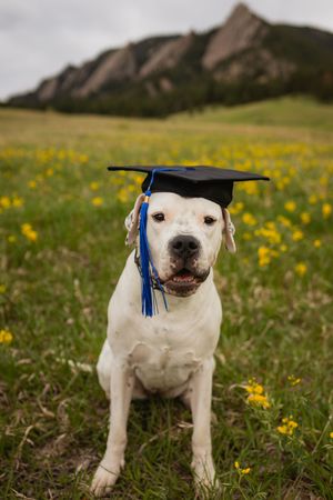 Golden senior photographer takes photo of a cute dog with a graduation cap on
