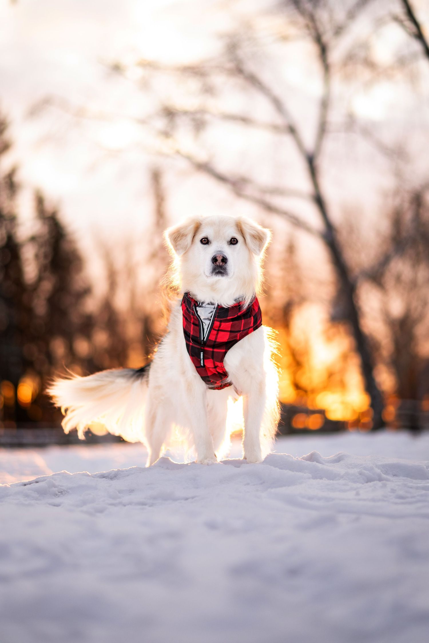 White dog wearing red plaid harness standing in snow at sunset with golden bokeh trees in background.