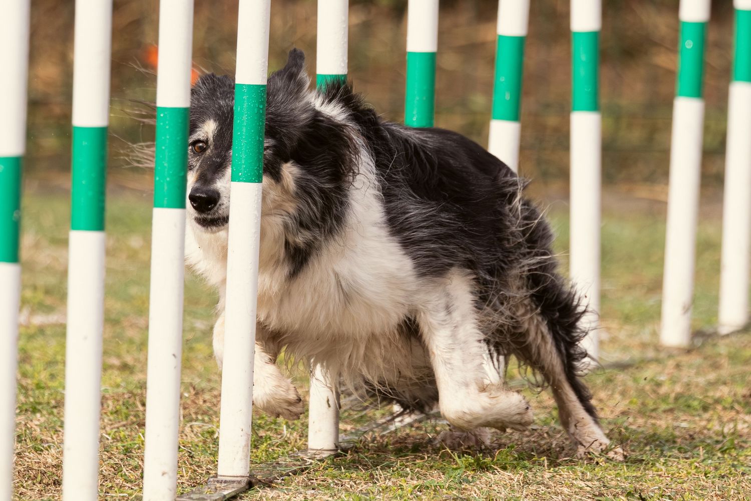 Perro realizando ejercicio de agility con vallas en campo exterior. Fotografía canina deportiva por Daniel Giménez Barcelona.