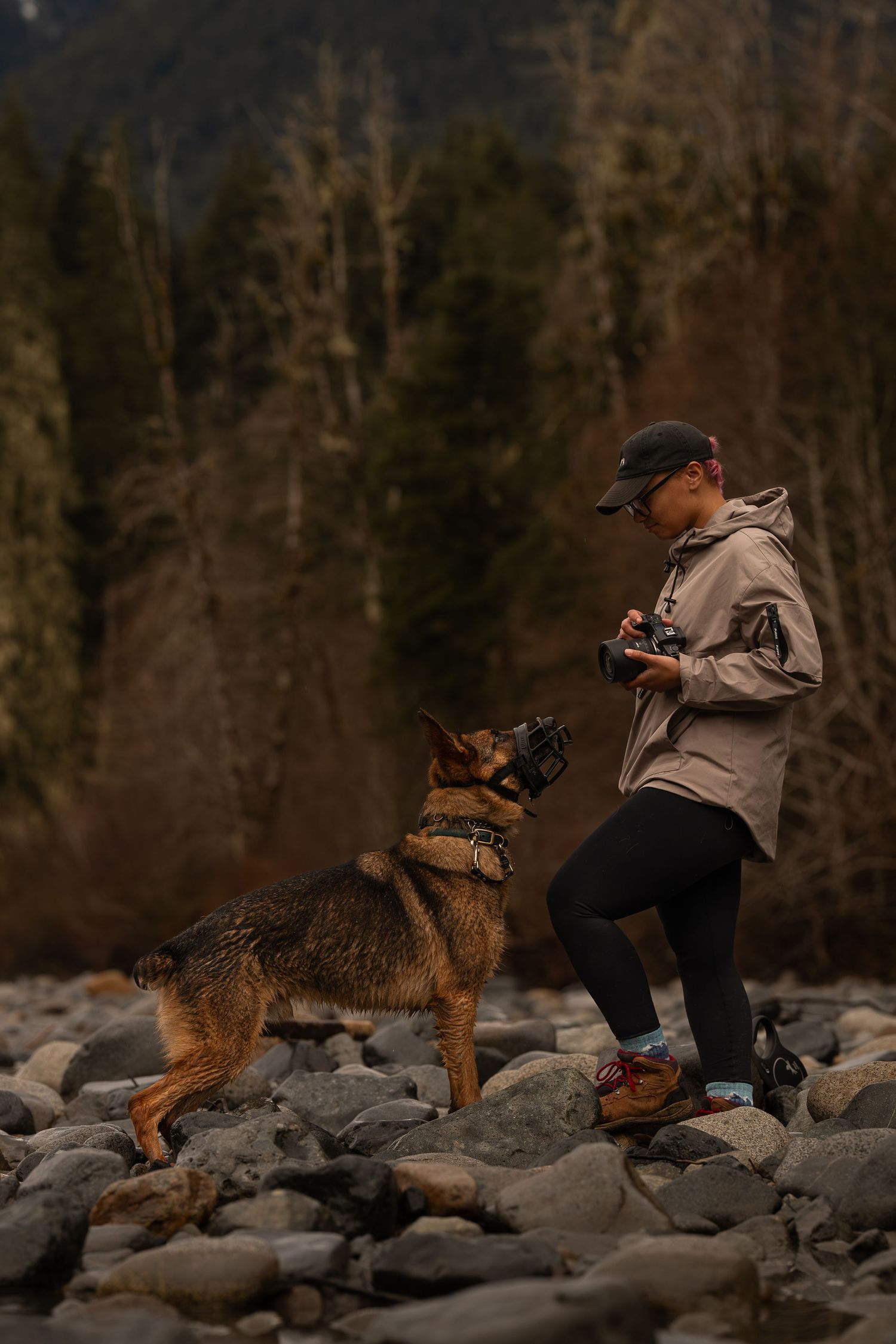 Sable German Shepherd. PNW Dog- dog photographer